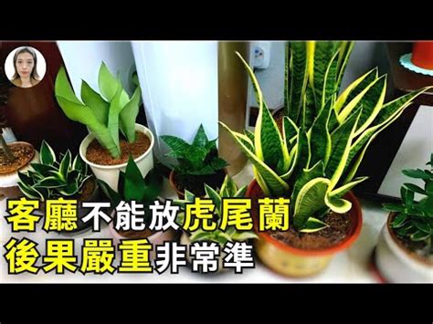 虎尾蘭擺放|【虎尾蘭風水】虎尾蘭風水指南：招財旺運、避厄除煞